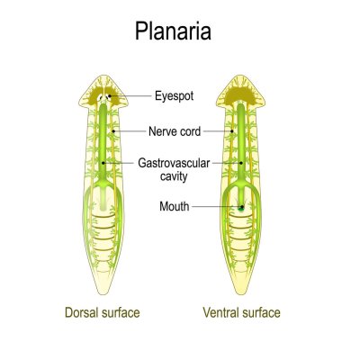 planarian Anatomy. Dorsal and Ventral surface, Gastrovascular ca clipart