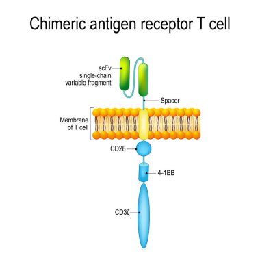 Chimeric antigen receptor T cell (CAR) clipart