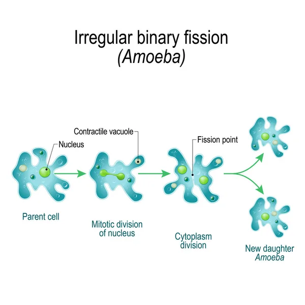 L'ameba. Fissione binaria irregolare — Vettoriale Stock