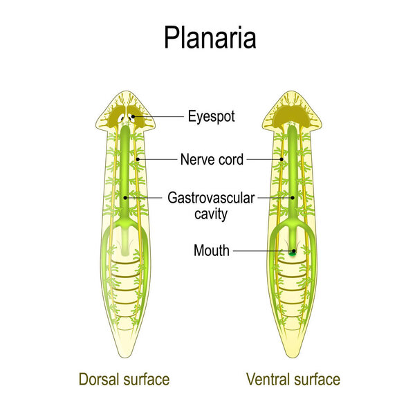 planarian Anatomy. Dorsal and Ventral surface, Gastrovascular ca
