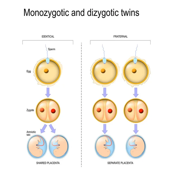 Dizygotic dan kembar monozygotic - Stok Vektor