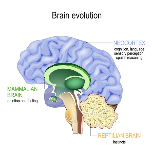 Эволюция мозга. Триединый мозг: комплекс рептилий, брей млекопитающих — стоковый вектор