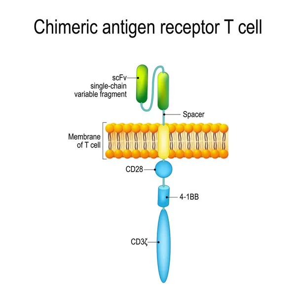 Chimeric antigén receptor T-sejt (Car) — Stock Vector