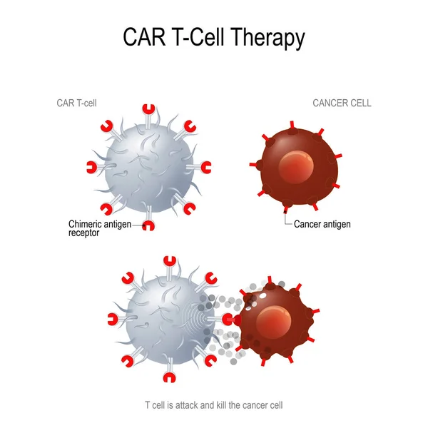CARs para terapia oncológica —  Vetores de Stock