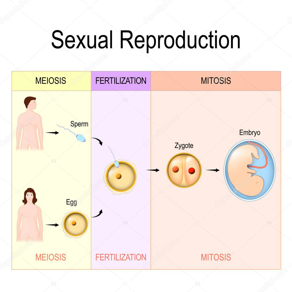 Sexual Reproduction: mitosis, fertilization, meiosis.