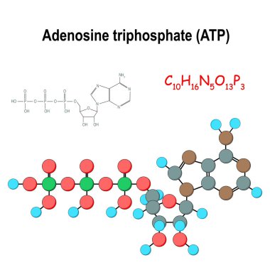 ATP. Structural chemical formula and model of adenosine triphosp clipart