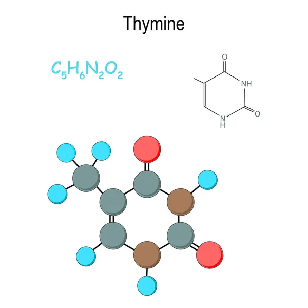 Tyminy. Chemiczny wzór strukturalny i model thymine. C5h6n — Wektor stockowy