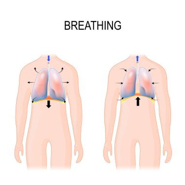 Breathing. Movement of ribcage during inspiration and expiration clipart