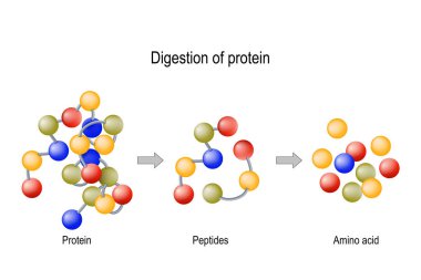 Digestion of Protein. Enzymes (proteases and peptidases), peptid clipart