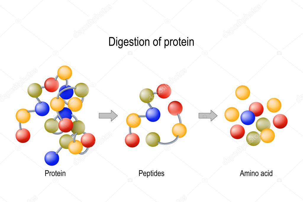 Digestion of Protein. Enzymes (proteases and peptidases), peptid
