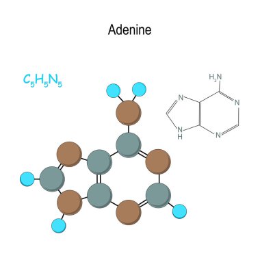 Adenin, ne. Kimyasal yapısal formülü ve molekül modeli. C5h5
