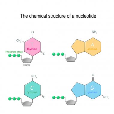 The chemical structure of a nucleotide. four main bases found in clipart