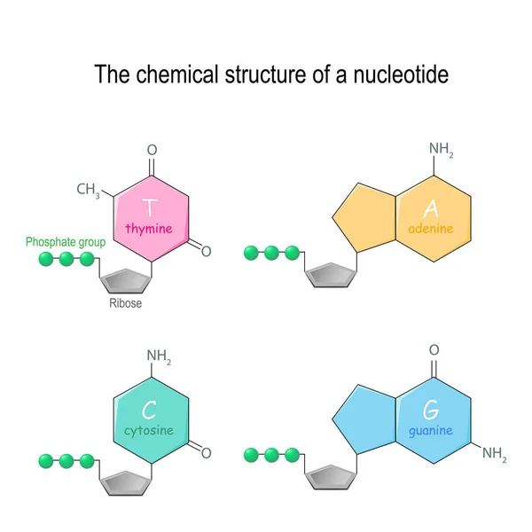 De chemische structuur van een nucleotide. vier hoofd basissen gevonden in — Stockvector