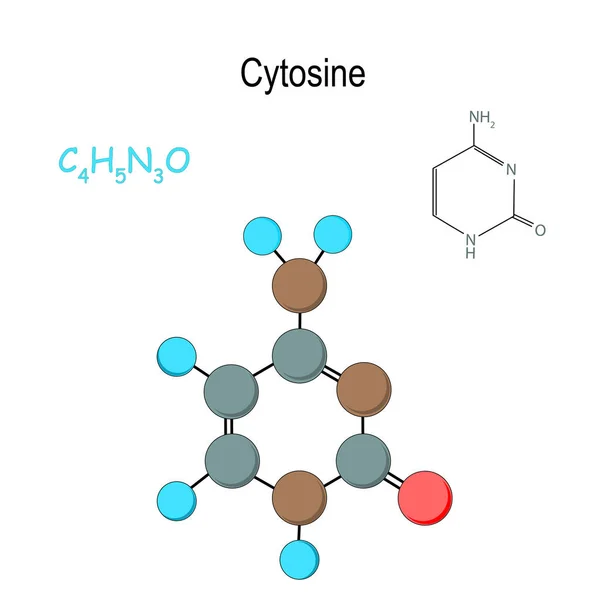 胞 嘧啶。化学结构公式和分子模型。C4h — 图库矢量图片