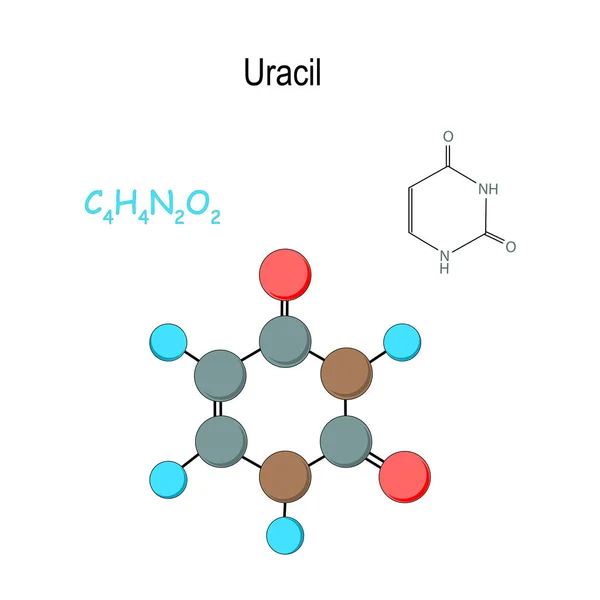 Uracil. Fórmula estructural química y modelo de molécula. C4H4N — Archivo Imágenes Vectoriales