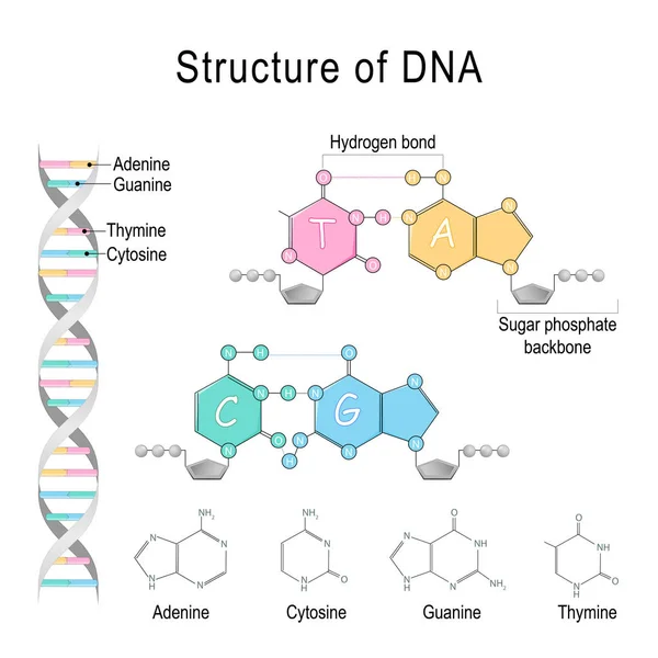 DNA-struktur. Adenin, cytosin, tymin, guanine, socker fosfor — Stock vektor