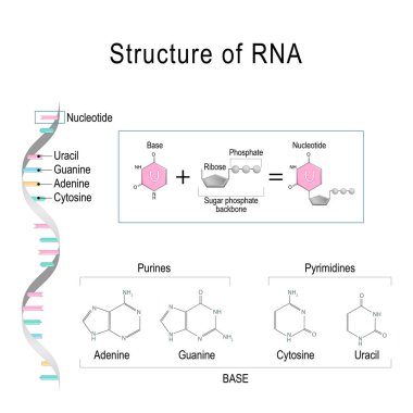 Rna yapısı. Adenin, Sitozin, urasil, Guanin, Riboz, Nükle