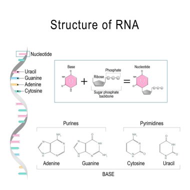 RNA structure. Adenine, Cytosine, uracil, Guanine, Ribose, Nucle clipart