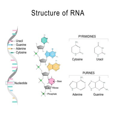RNA. structural formula of adenine, cytosine, guanine and uracil clipart