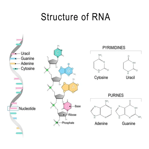 Rna. Strukturní vzorec adeninu, cytosinu, guaninu a uracilu — Stockový vektor