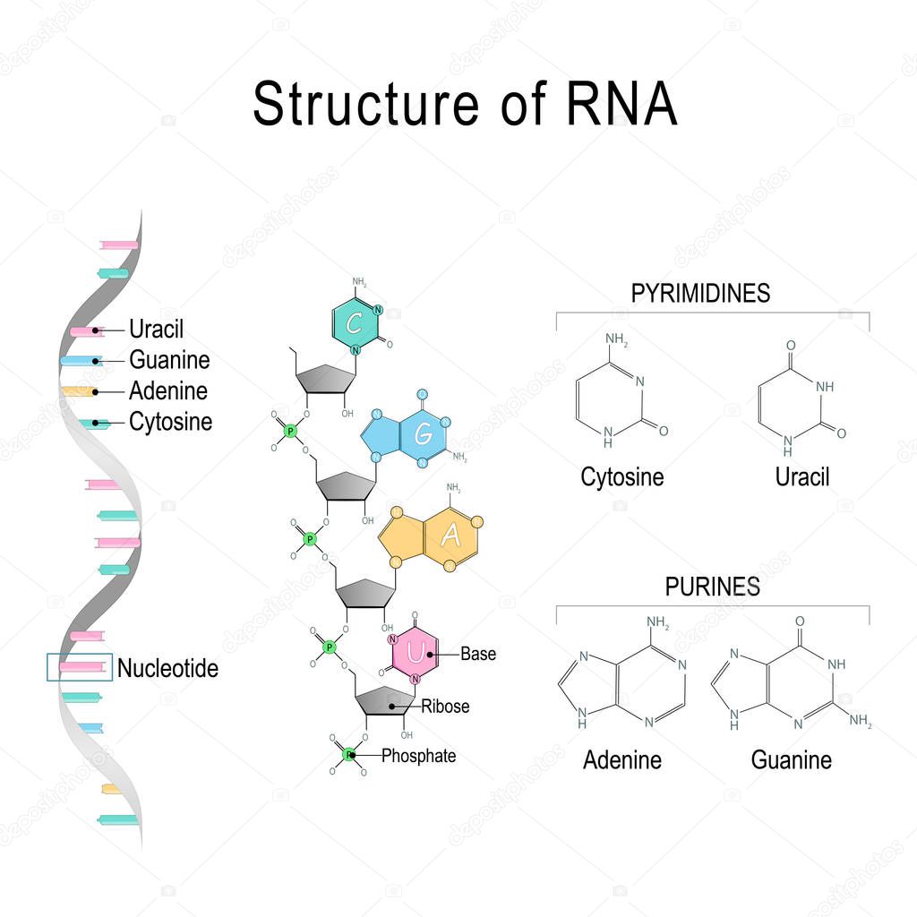 RNA. structural formula of adenine, cytosine, guanine and uracil
