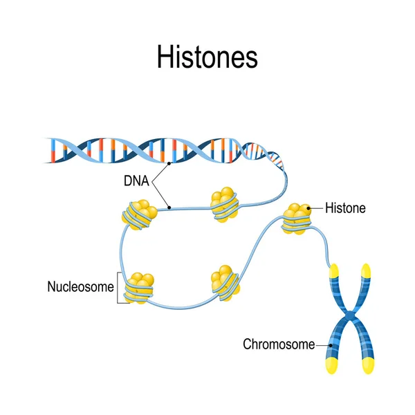 Histones. Şematik gösterim organizasyon ve pa gösterir — Stok Vektör