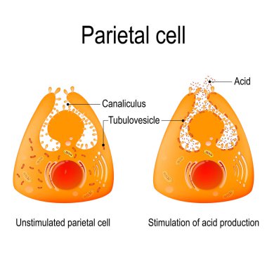 Uyarılmamış parietal hücre ve asit üretiminin uyarılması.