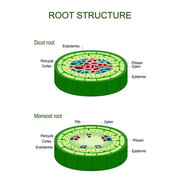 Estructura radicular. monocasco y tallos de dicot . — Archivo Imágenes Vectoriales