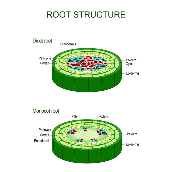 Root structure. monocot and dicot stems.