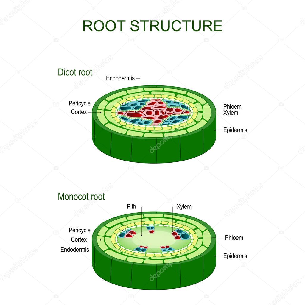 photo Biology Dicot Plant Diagram root structure monocot and dicot stems