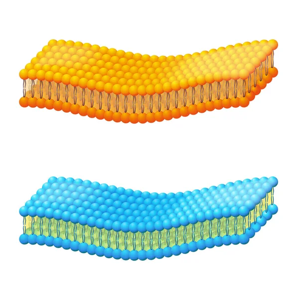 Cellmembranet. Ett detaljerat diagram modeller av membran struktur — Stock vektor