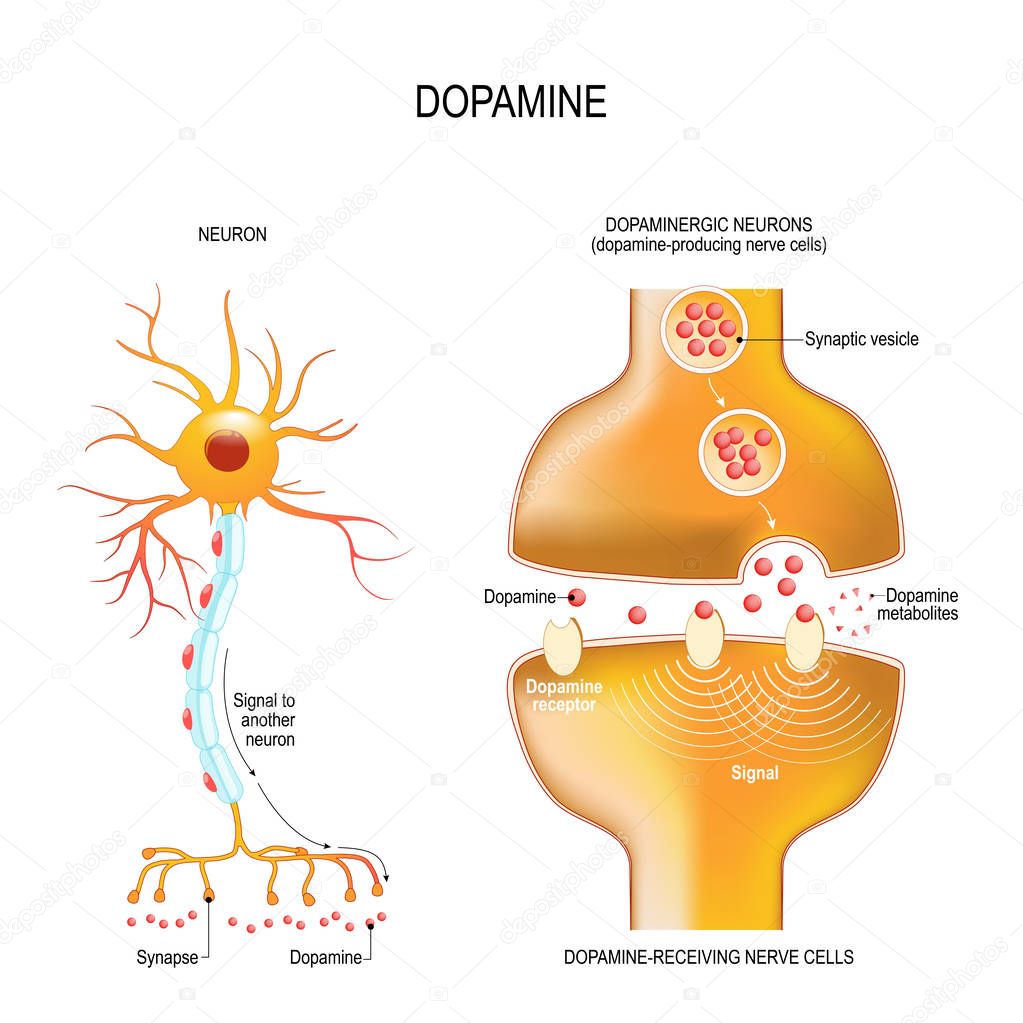 Dopamine. closeup presynaptic axon terminal, synaptic cleft, and