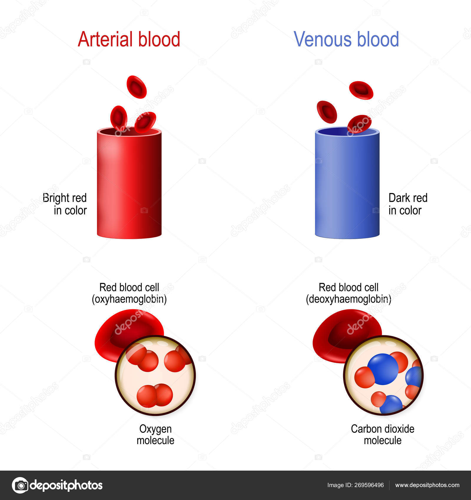 Венозная кровь наблюдается в. Венозная и артериальная кровь цвет. Артериальная кровь цвет. Цвет крови в венах и артериях.