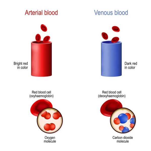Sangre venosa y arterial. diferencia — Vector de stock