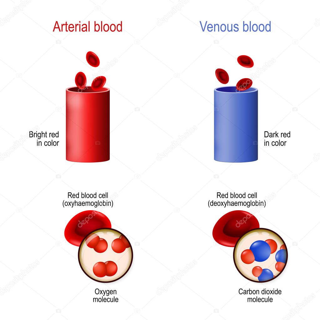 venous and arterial blood. difference