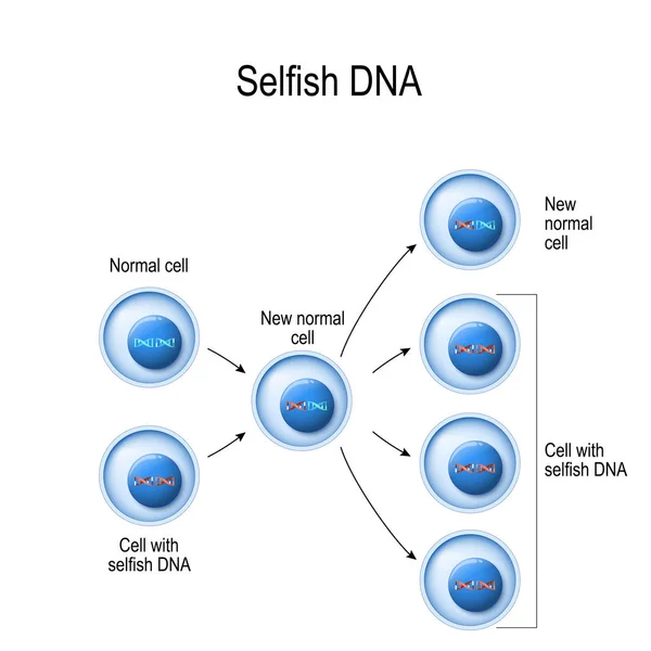 自私的基因。具有正常Dna和自私Dna的细胞。遗传资源 — 图库矢量图片