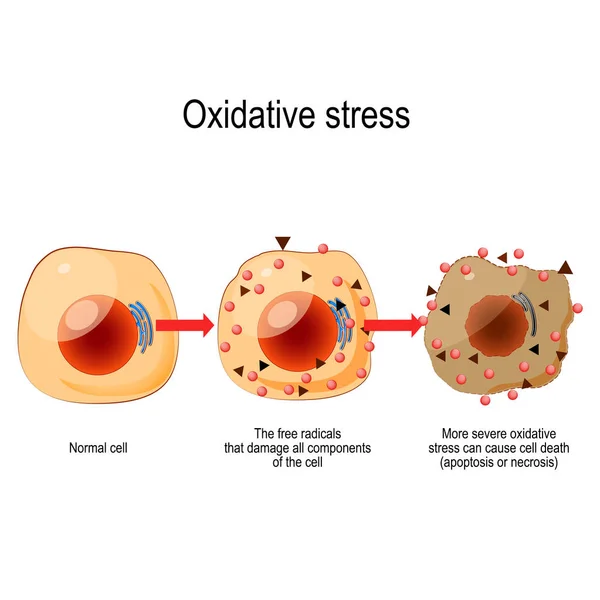 Estresse oxidativo . — Vetor de Stock