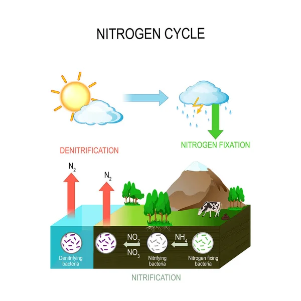 Nitrogen cycle — Stock Vector