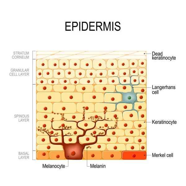 Camadas de epiderme. células epiteliais. Estrutura da pele humana — Vetor de Stock