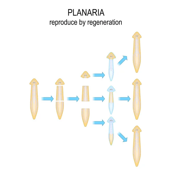 Planaria mı? rejenerasyon ile çoğaltmak — Stok Vektör