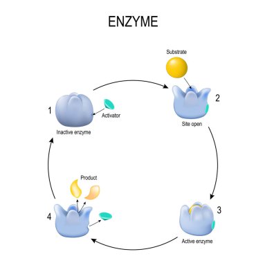 Enzyme. Process of activation. Activator, substrate, product, en clipart