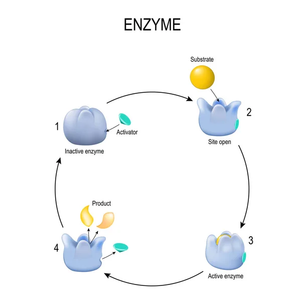 Enzym. Activeringsproces. Activator, substraat, product, en — Stockvector