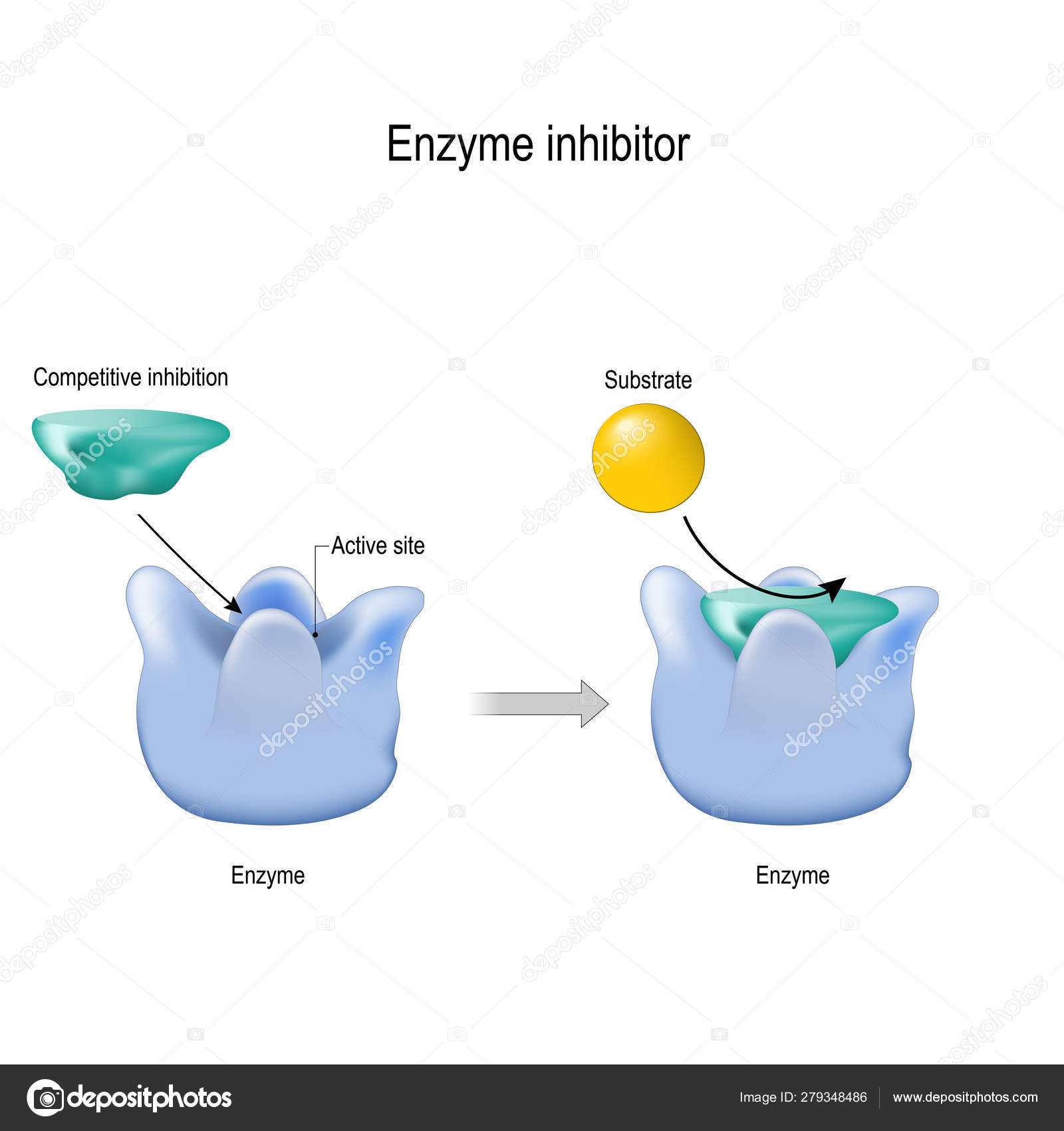 Competitive inhibition. enzyme inhibitor is a molecule that bind