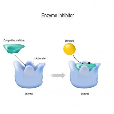 rekabet inhibisyonu. enzim inhibitörü bağlanan bir moleküldür