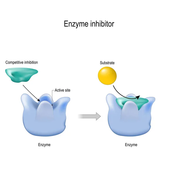 Inhibition compétitive. inhibiteur d'enzyme est une molécule qui se lie — Image vectorielle