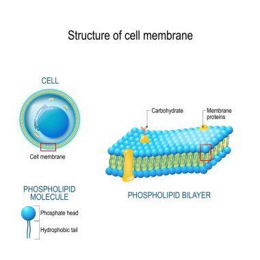 Structure of cell membrane clipart