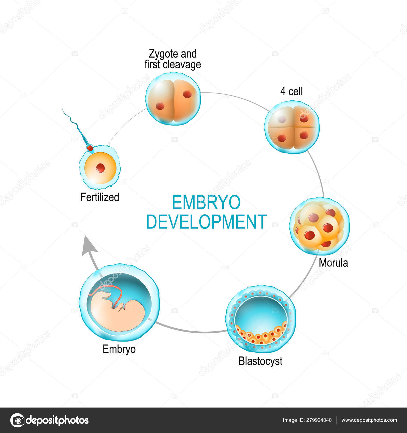 Embryo Chart Growth