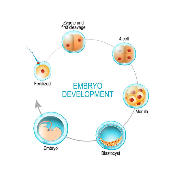 embryo development. from fertilization to zygote, morula and Bla