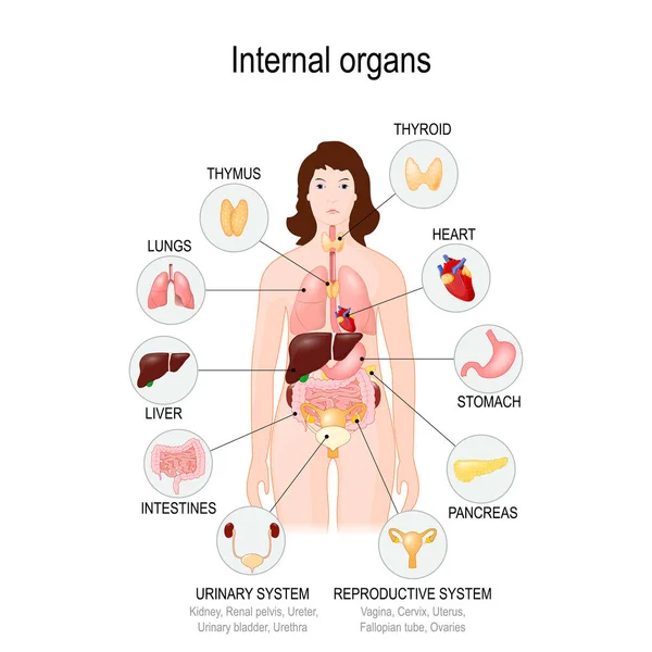 Órganos internos del cuerpo humano — Archivo Imágenes Vectoriales