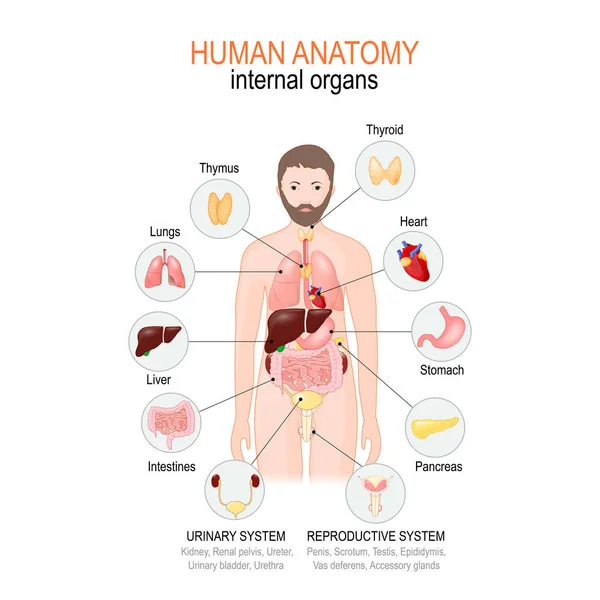 Anatomie van het menselijk lichaam. inwendige organen van mannelijke. — Stockvector